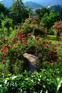 Garden Summer