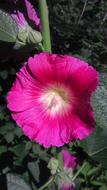 Flowers Garden