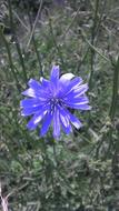 purple Flowers in Garden Park