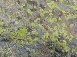 Close-up of the stone with green and yellow lichen