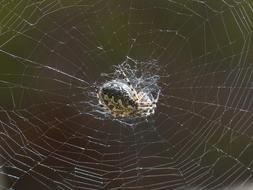 Spider Cobweb Oakleaf Orb Weavers