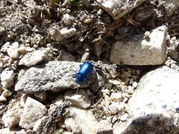 Beetle Blue Glazed Includes Leaf