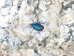 Blue Beetle on Glazed Includes Leaf