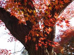 red Autumn Leaves tree