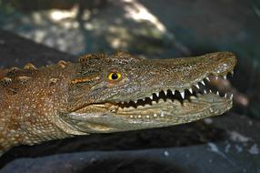 Crocodile Aligator close-up in blurred background