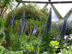 Lupins Flowers at Botanical Garden