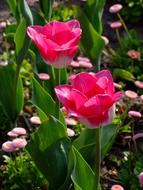 pink Spring Tulips Flowers