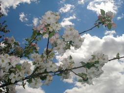 Spring Flowers and white sky