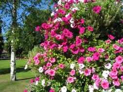 Petunia Arrangement Park