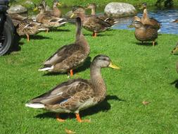 Ducks Grass Park