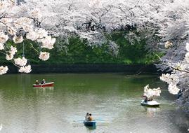 Chidori Is The Cherry Blossoms park