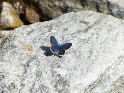 small blue polyommatus icarus Butterfly on grey stone