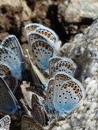 Blue RestharrowS Butterflies