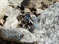 Close-up of the beautiful and colorful butterflies on the colorful rocks, in sunlight