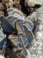 Close-up of the beautiful and colorful, patterned butterflies, near the rocks, in sunlight