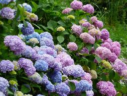 purple and blue hydrangeas in the garden