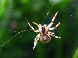 oakleaf orb weaver Spider on cobweb