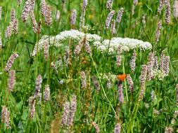 Snakes Knotweed on Meadow