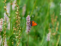 Butterfly on Snakes Knotweed on Meadow in a blurred background