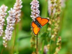 Butterfly on Snakes Knotweed in a blurred background