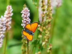 Large Copper Butterfly Red