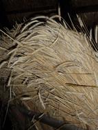 a bunch of ripe wheat on a black background