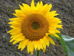 perfect yellow Sunflower