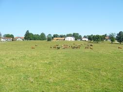 Cows on meadow in Switzerland