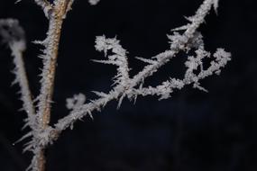 Hoarfrost Frost Winter