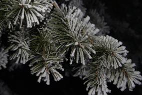 spruce branches in hoarfrost close-up