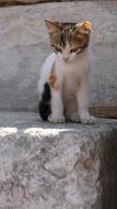 Kitten Motley on a stone step close-up