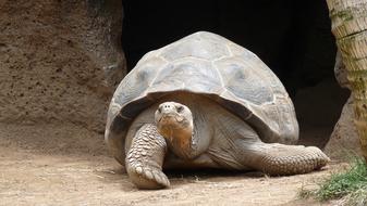 Close-up of the colorful, cute and beautiful turtle near the cave and green grass