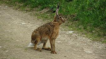 wild Hare Sits On Away
