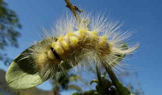 Yellow Caterpillar insect