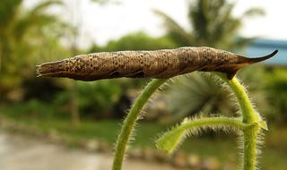 Caterpillar Brown in nature on a blurred background