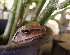 Brown Frog In The vase
