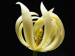 wonderful white yellow Flower