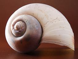 Snail Shell on a brown surface close-up