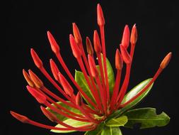 extraordinarily beautiful red Bloom