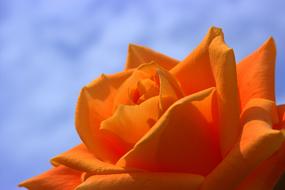 wonderful Rose Orange Flower