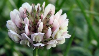 Close-up of the colorful and beautiful clover flowers, among the other plants, on the meadow
