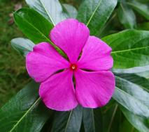 fabulous Periwinkle Catharanthus Roseus