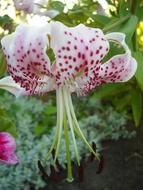 goodly Iris Garden