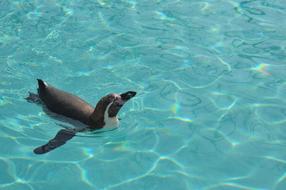 Penguin Swim in swimming pool