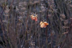 frozen rosebuds in winter