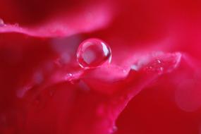 Drop Of Water Clear Macro red