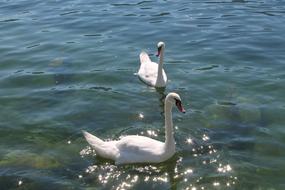 Swan swimming in Water