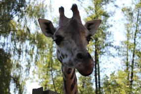 Giraffe View