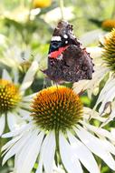 goodly Admiral Butterfly Flower