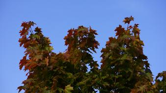 Autumn Fall Colors tree